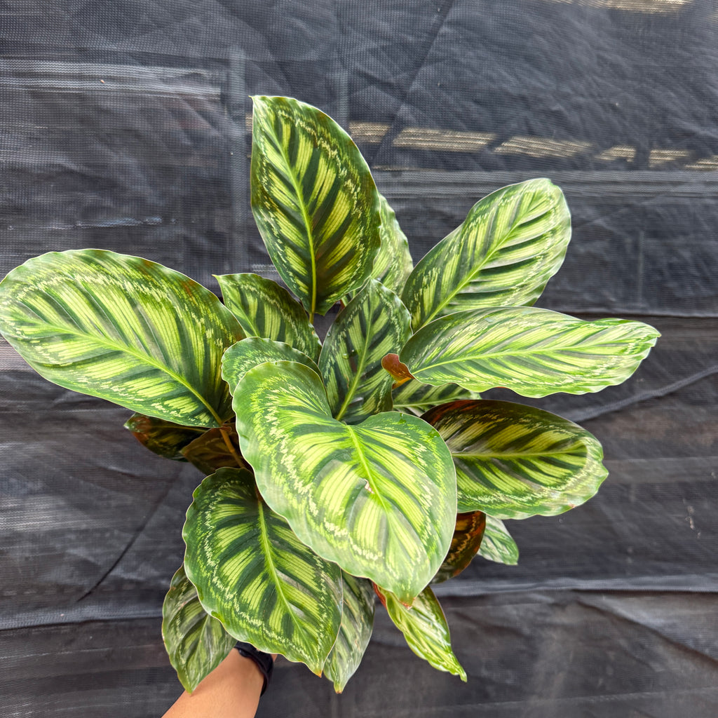 Calathea ‘Flamestar’