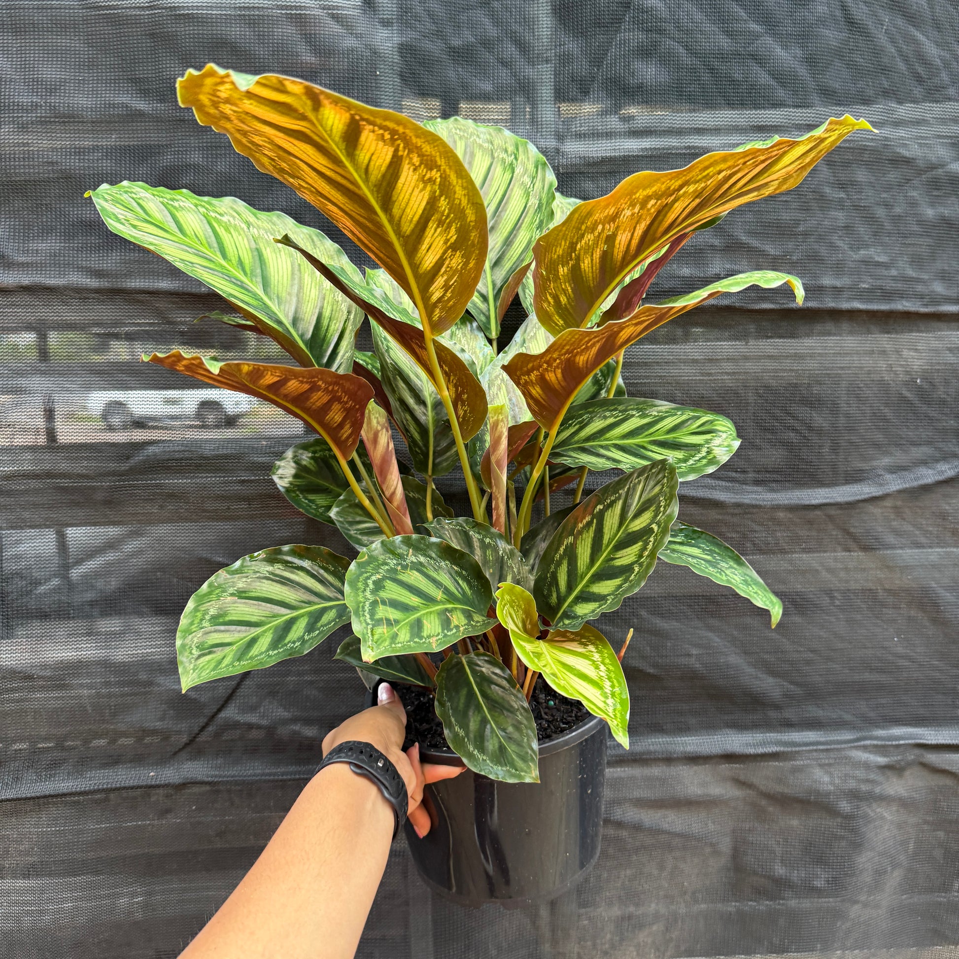 Calathea Flamestar patterned leaves indoor plant Sydney