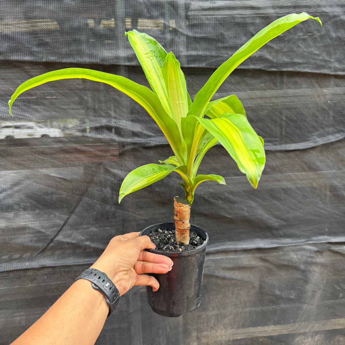 Dracaena Fragrans 'Happy Plant'