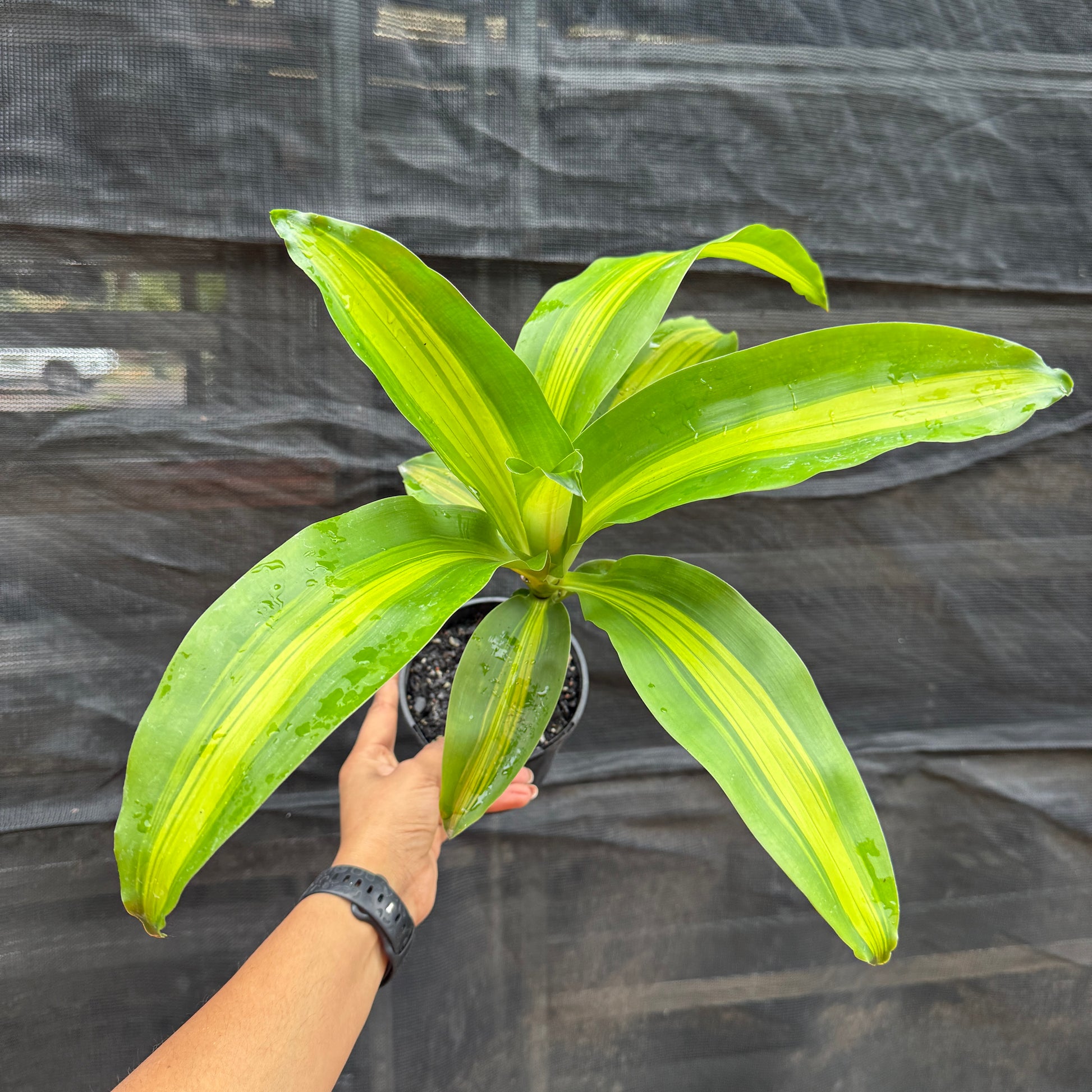 Dracaena Fragrans 'Happy Plant'