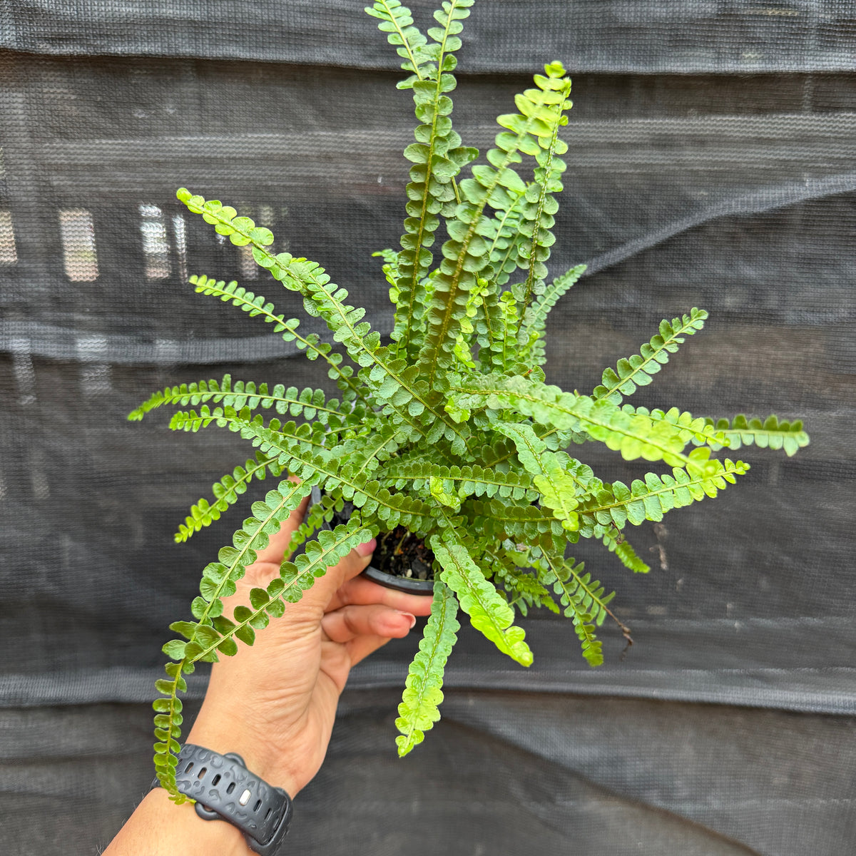 Nephrolepis Cordifolia ‘Duffii’