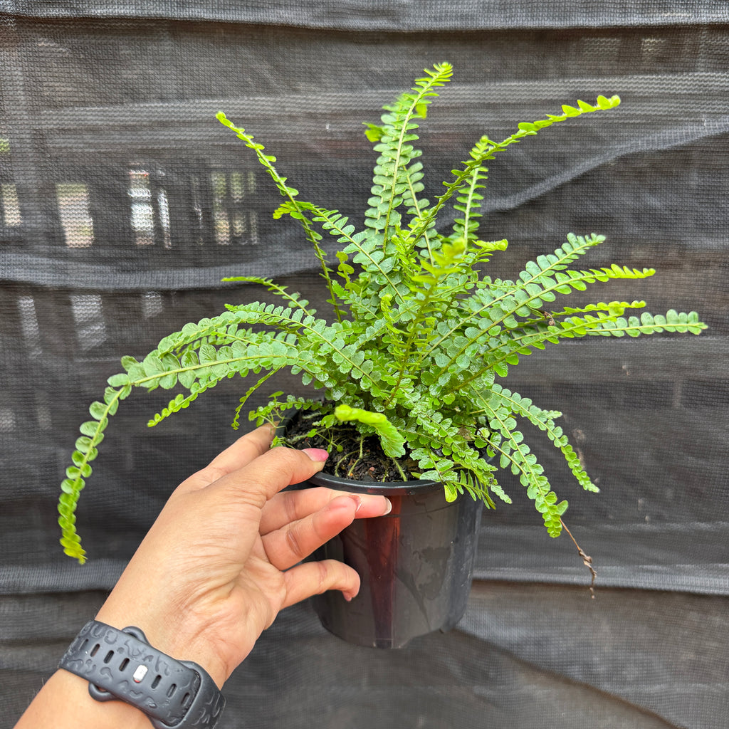 Nephrolepis Cordifolia ‘Duffii’