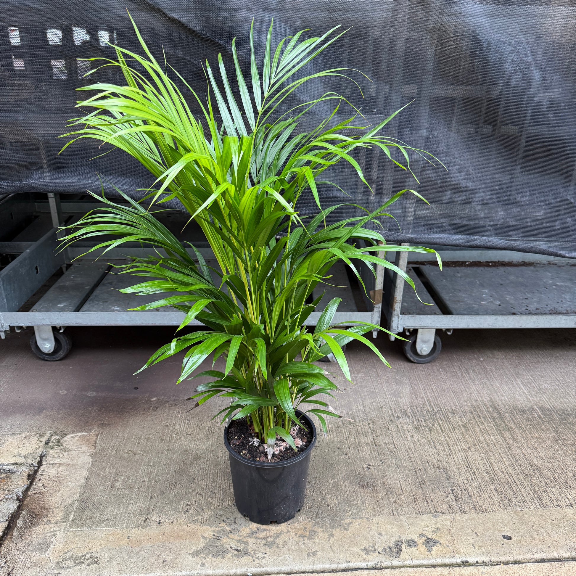 cane palm indoor plant Golden Cane Palm