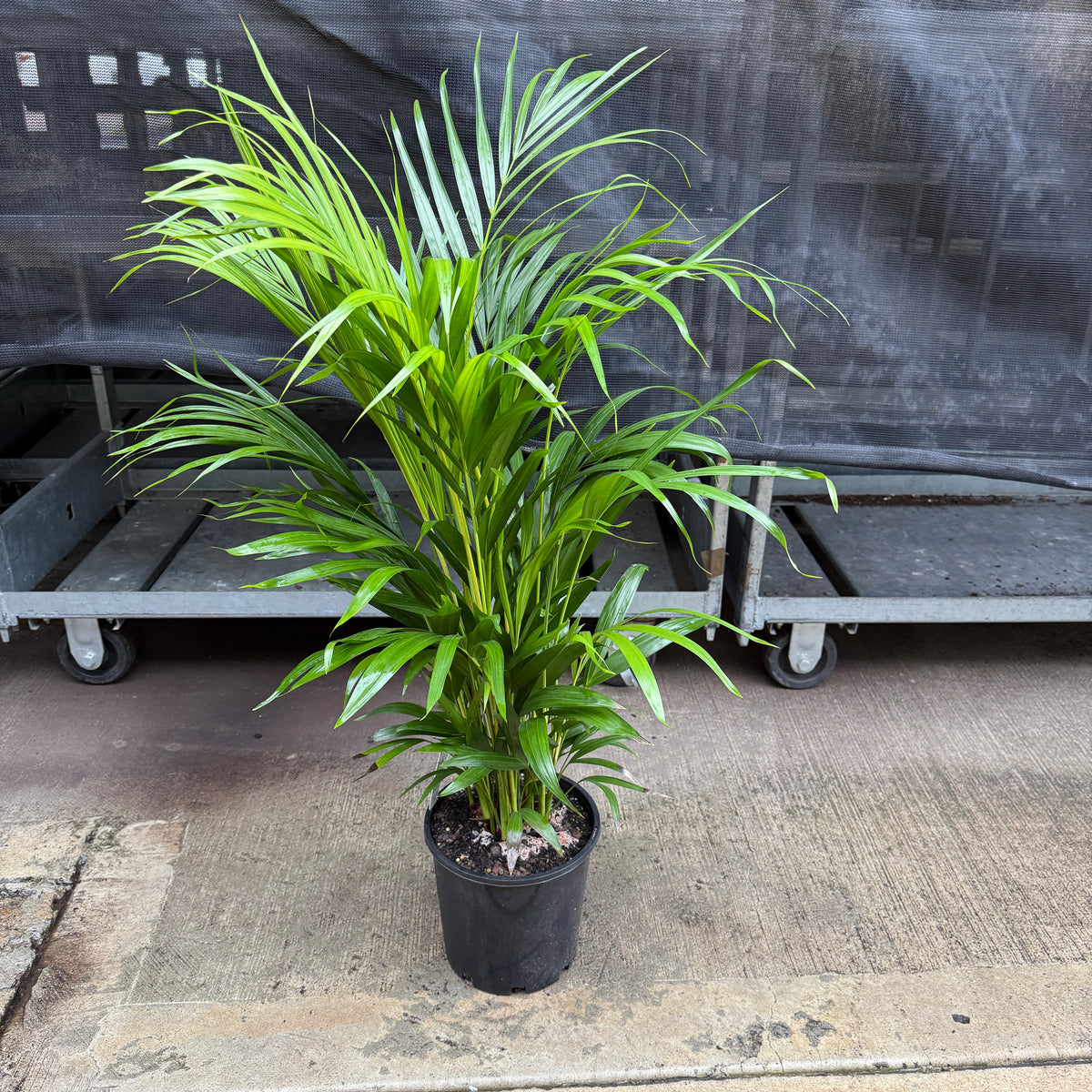 Golden Cane Palm Areca Palm tropical indoor plant Sydney