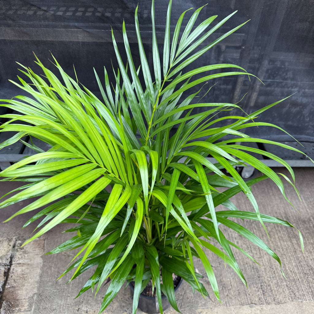 Areca Palm 'Golden Cane'
