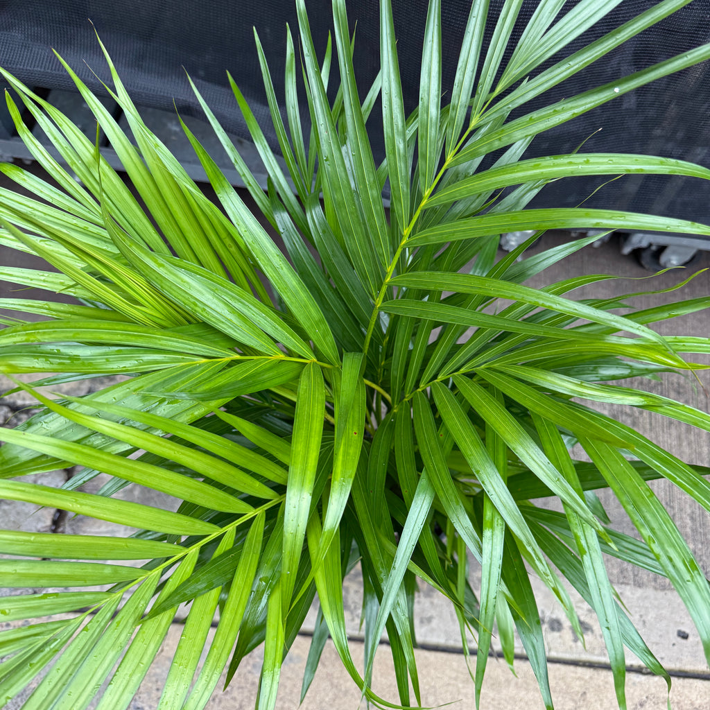 Areca Palm 'Golden Cane'