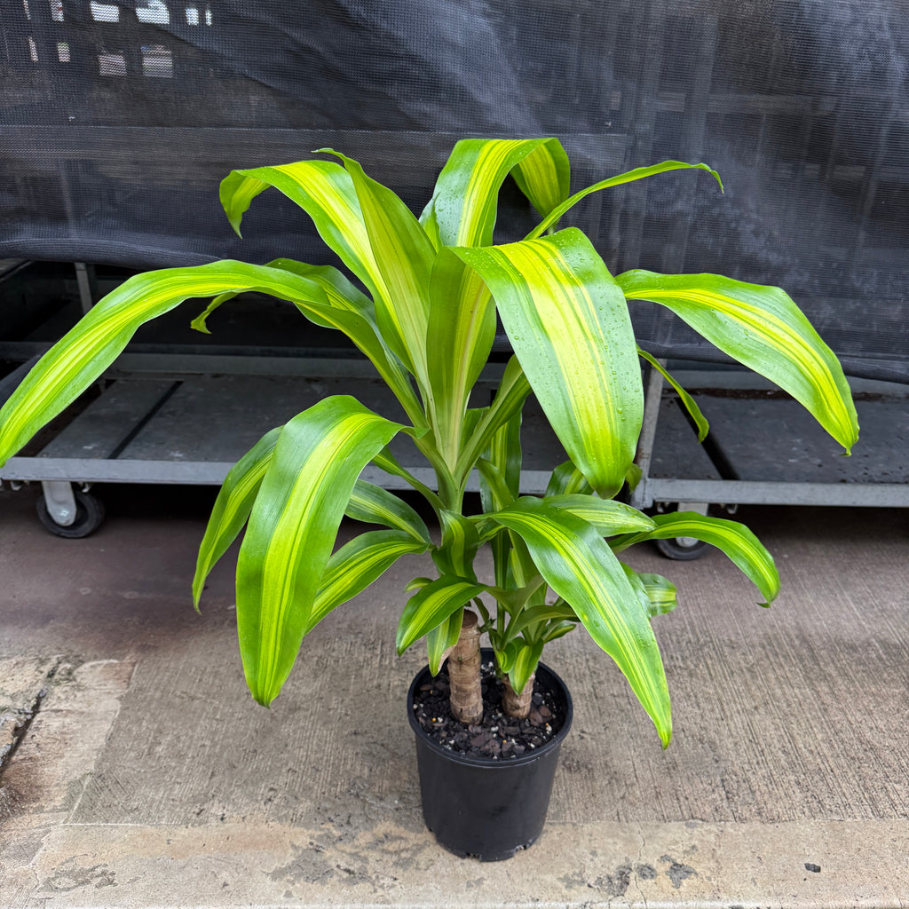 Happy Plant Dracaena fragrans green indoor cane plant Sydney