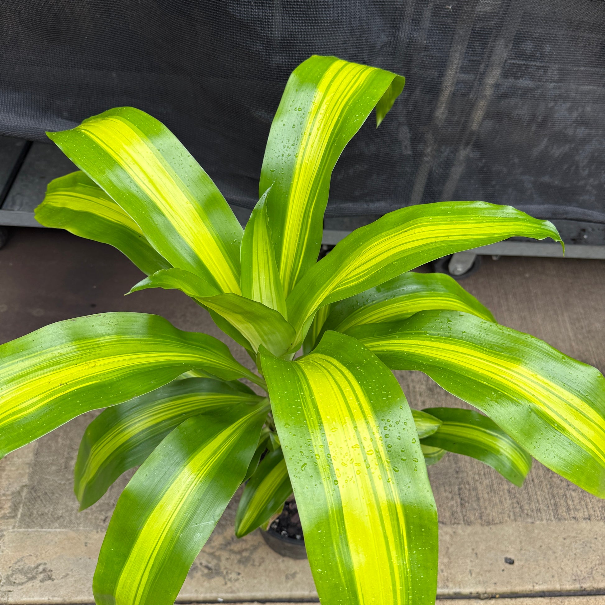 Dracaena Fragrans 'Happy Plant'