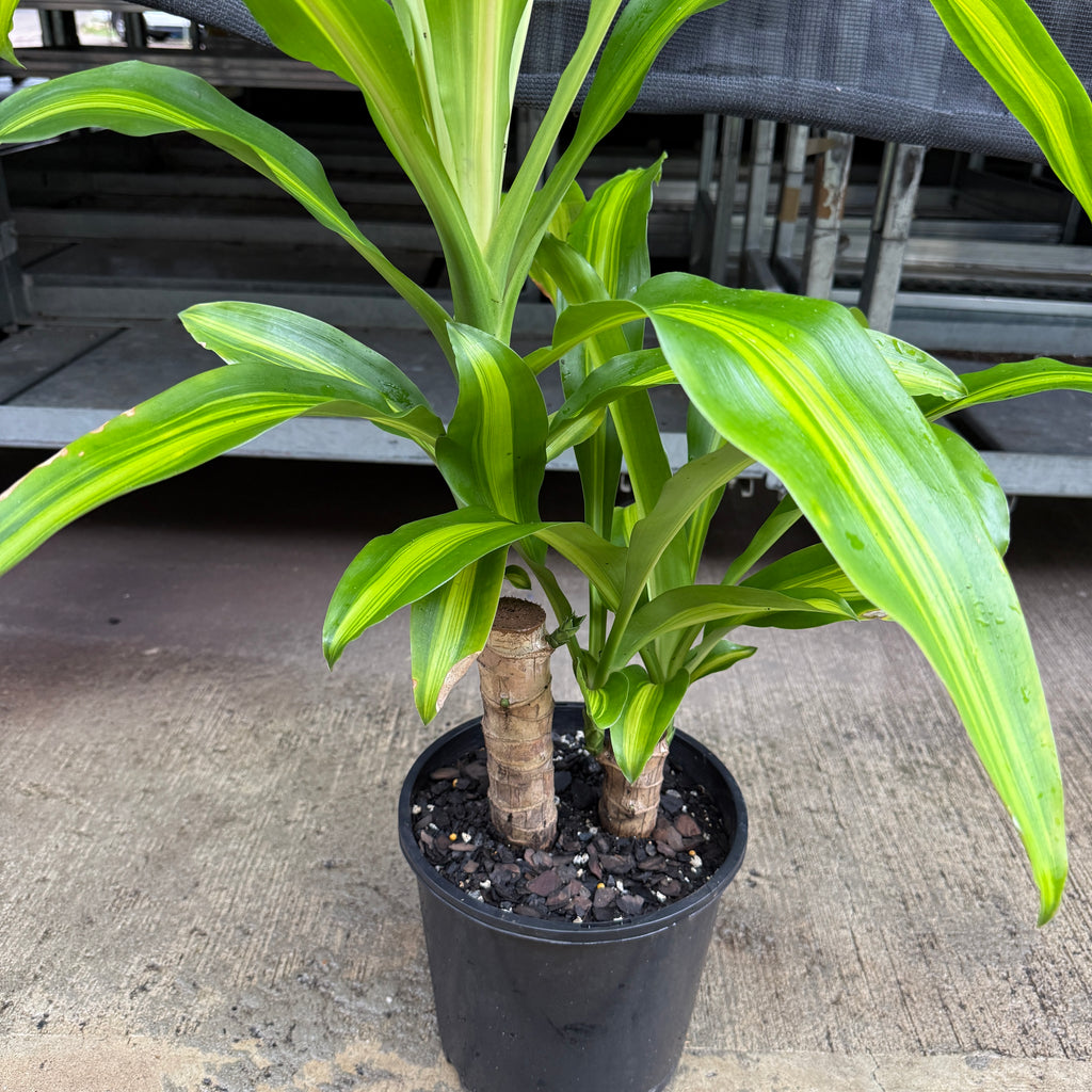 Dracaena Fragrans 'Happy Plant'