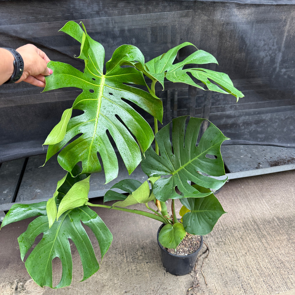 Monstera Deliciosa (Pick up only)