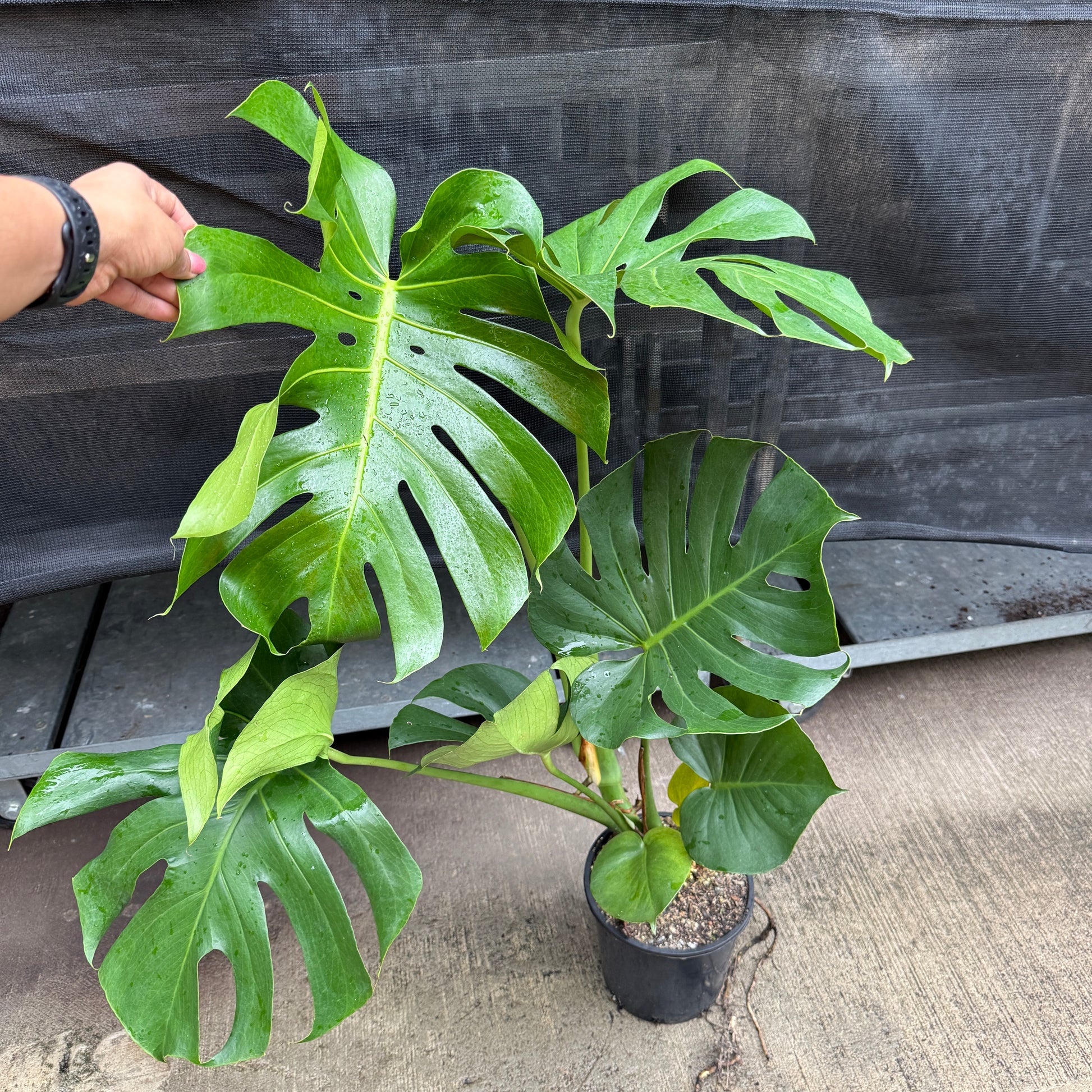 Monstera Deliciosa (Pick up only)