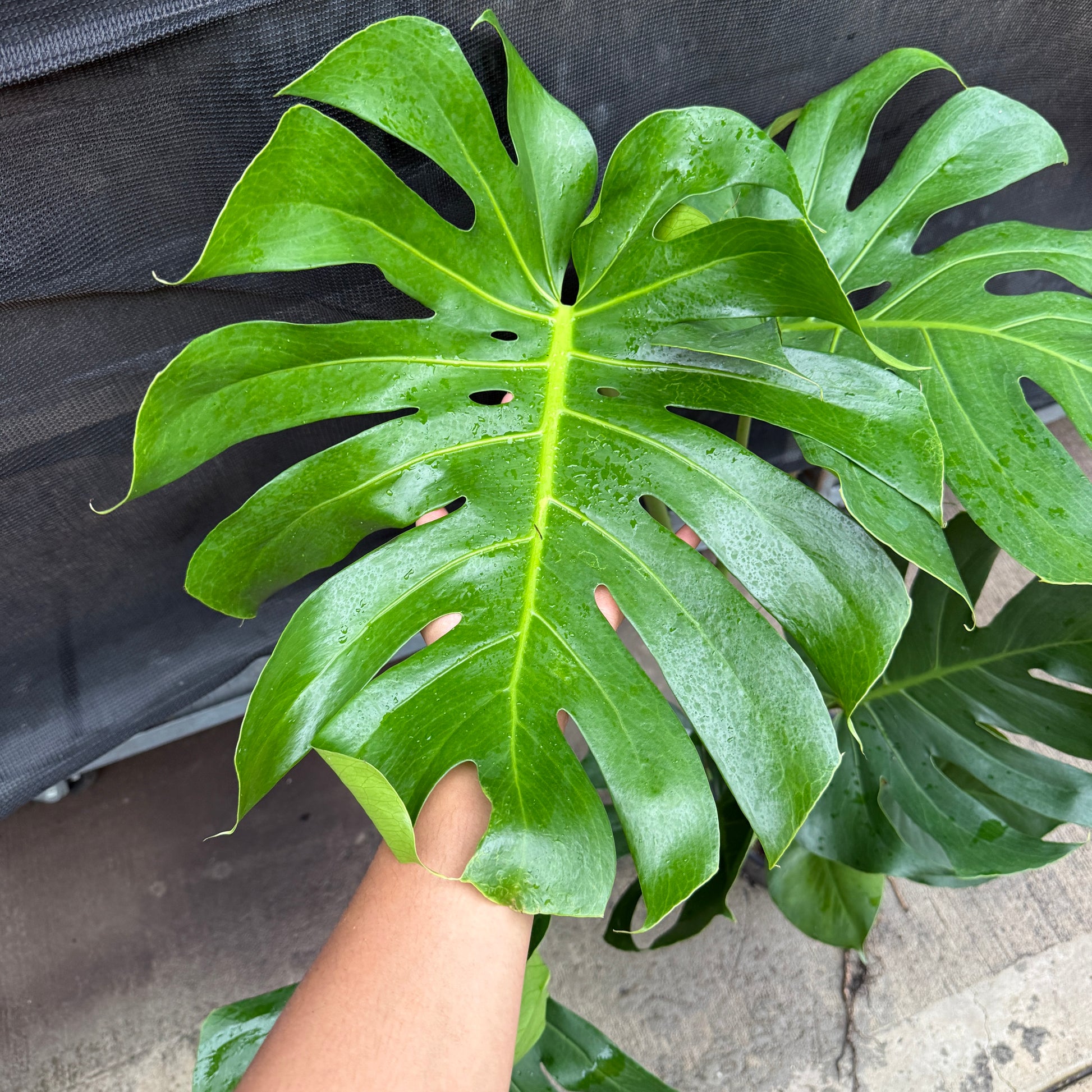 Swiss Cheese Plant indoor styling modern home Sydney