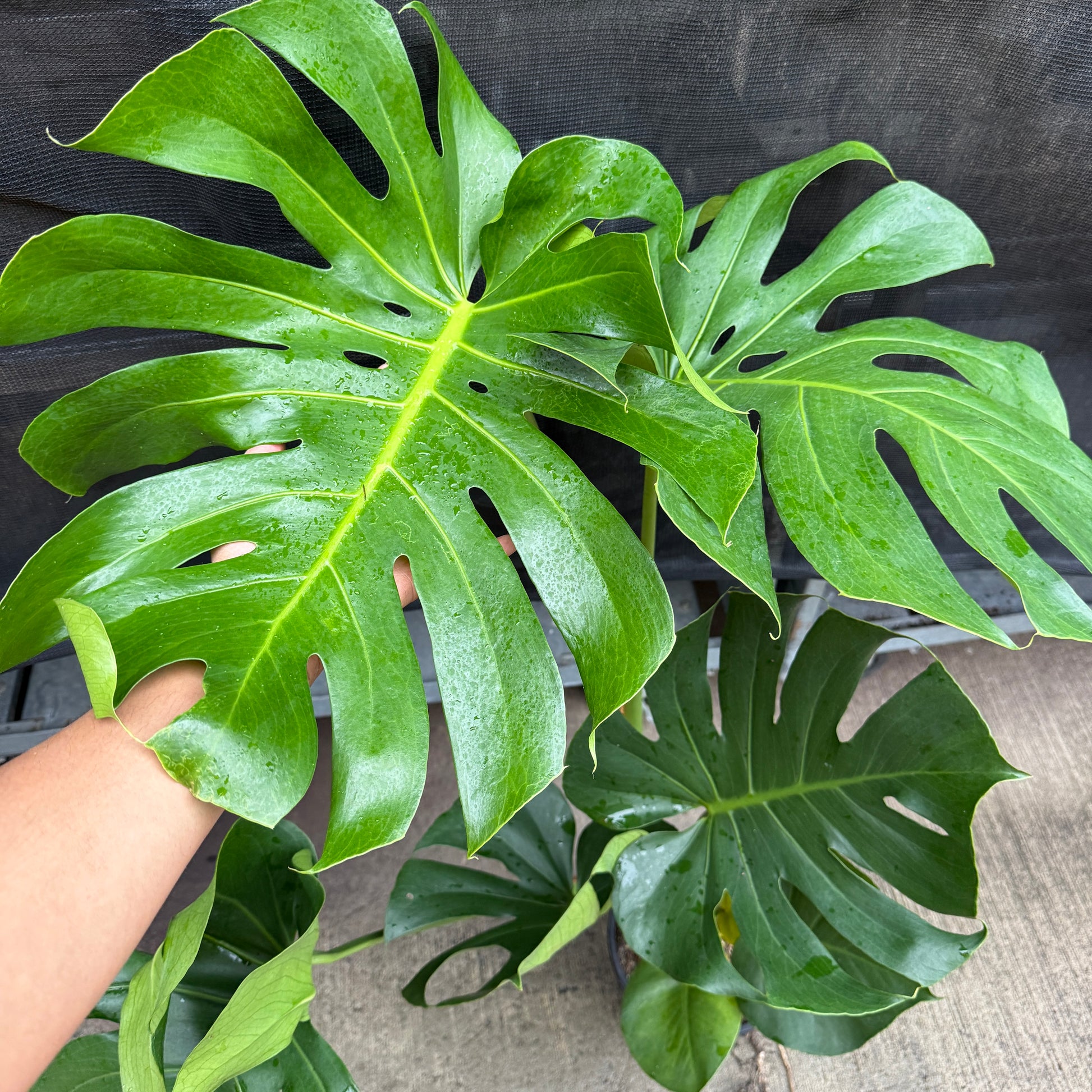 Monstera deliciosa Swiss Cheese Plant large split leaves Sydney