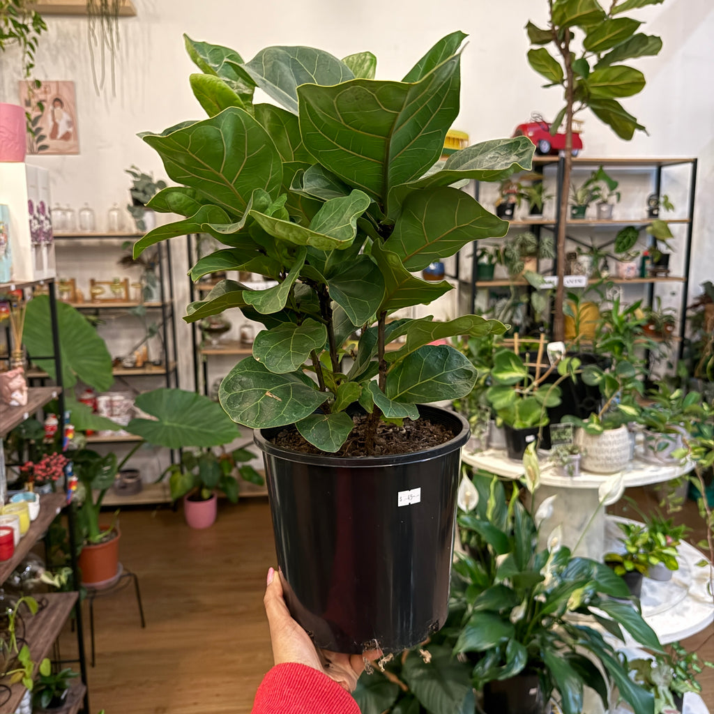Ficus Lyrata 'Fiddle Leaf Fig' 200mm