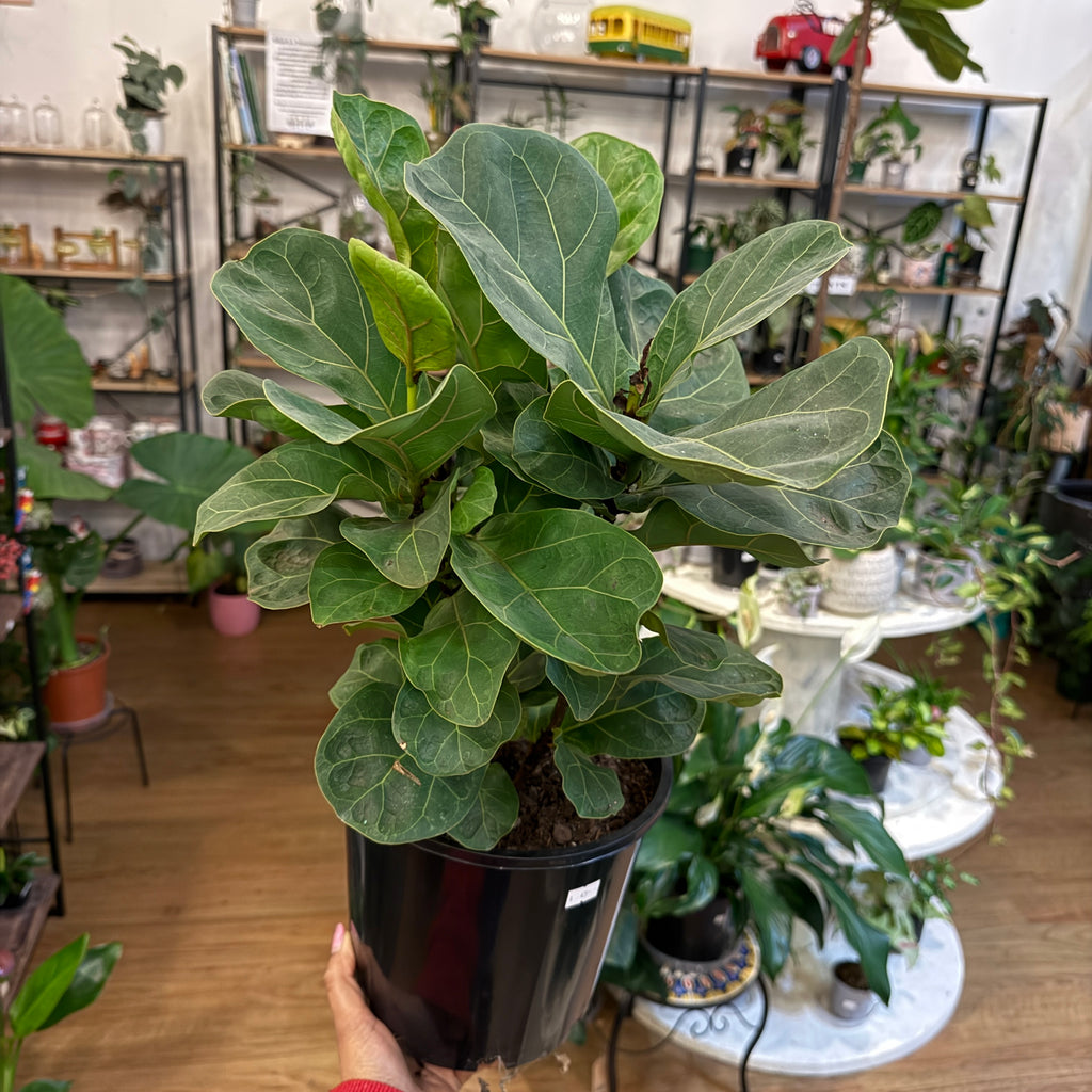 Ficus lyrata fiddle leaf fig large glossy leaves indoor plant Sydney