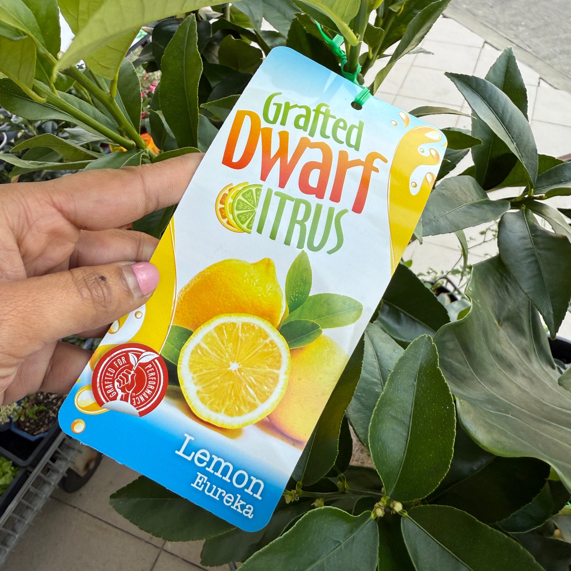 Citrus limon ‘Eureka’