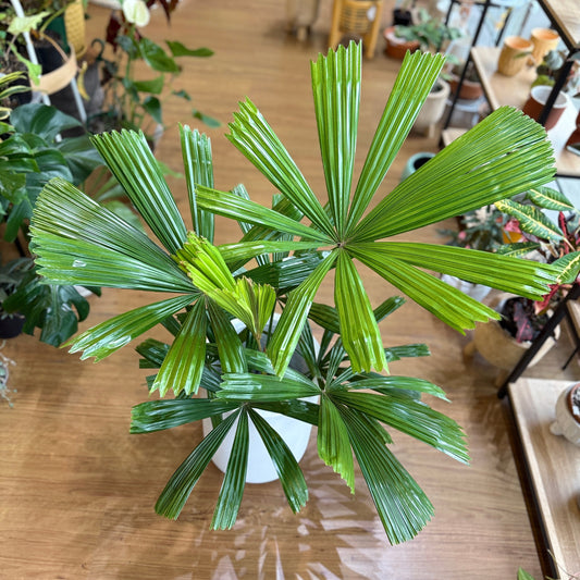 Licuala Ramsayi- Australian Fan Palm 250mm