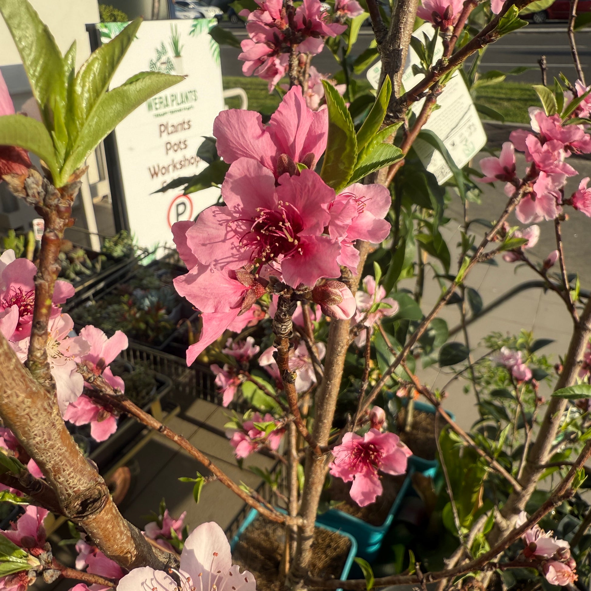 Nectraine Plant