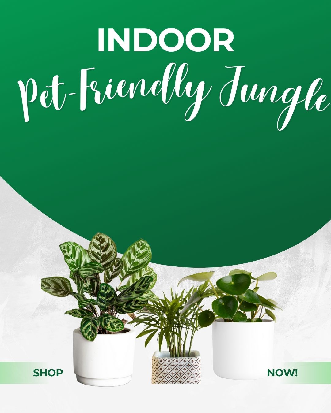 Pet-Friendly Jungle Bundle