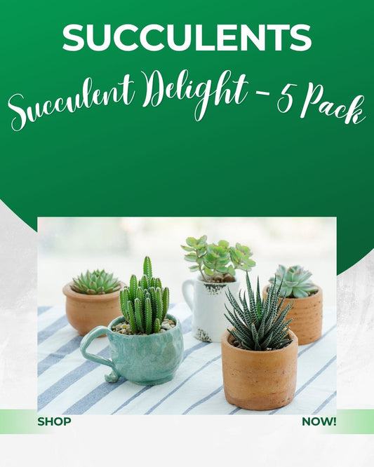 Succulent Delight – 5 Pack Bundle Gift