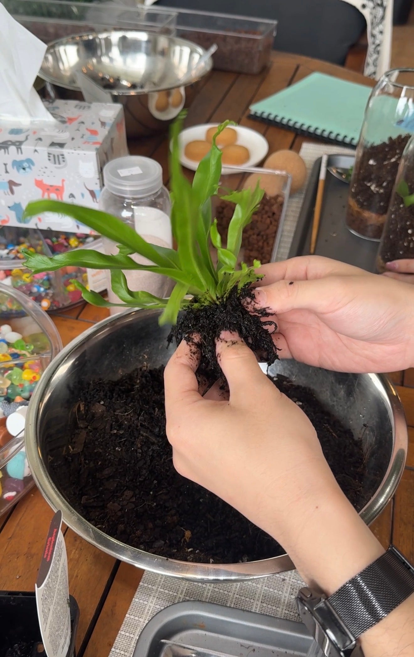 Kids Kokedama Workshop- Create Your Own Moss Ball Magic! 🌱