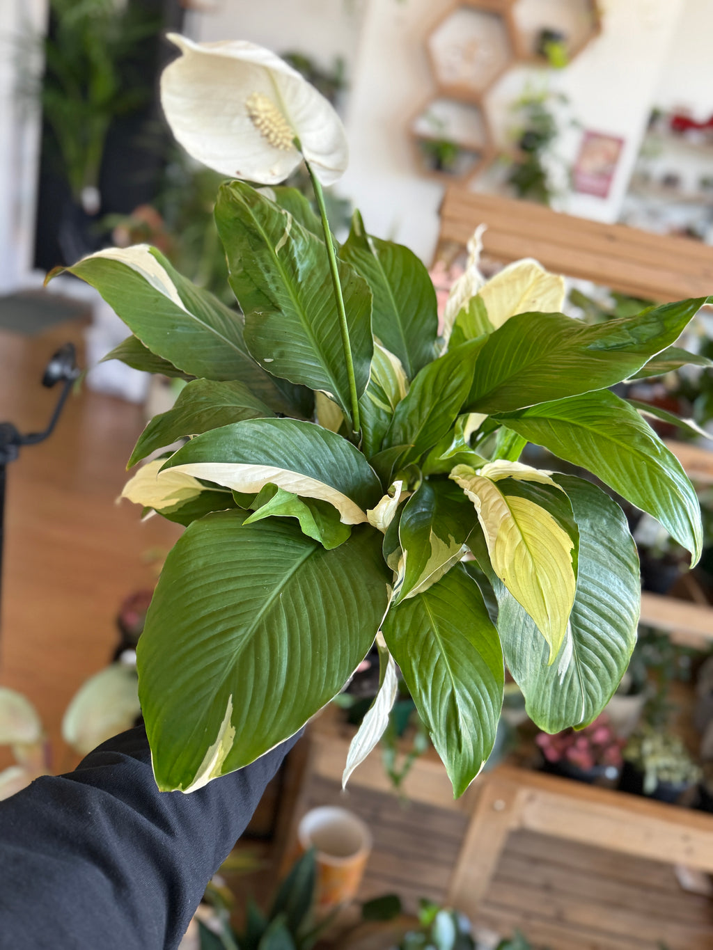 Spathiphyllum ‘Picasso’ (Variegated Peace Lily)
