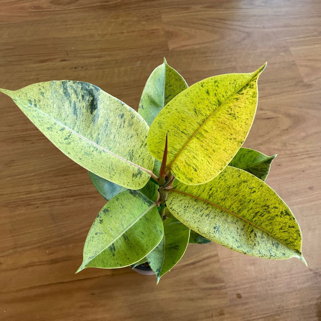 Ficus Elastica Shivereana - Wera Plants