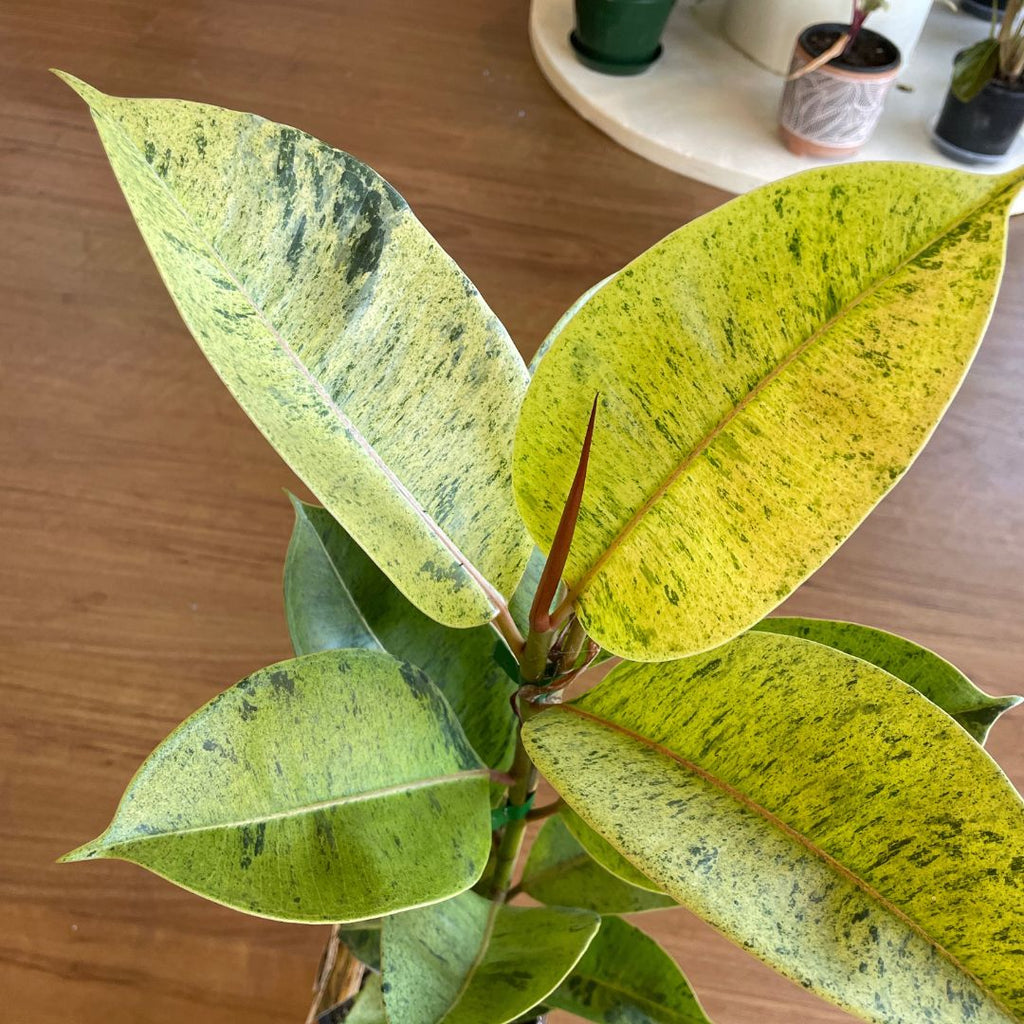 Ficus Elastica Shivereana - Wera Plants