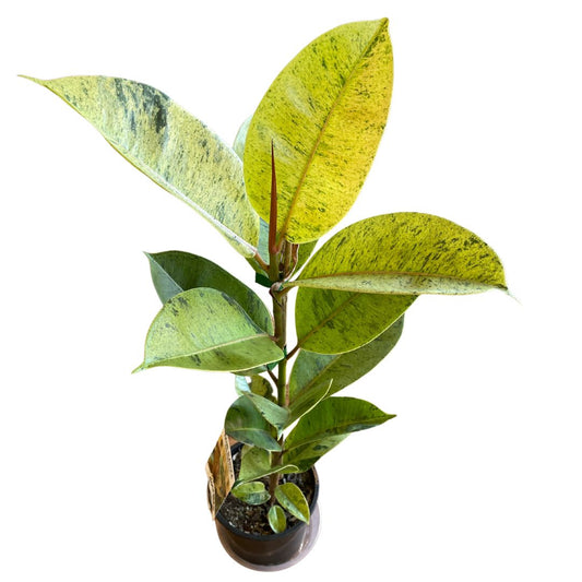 Ficus Elastica Shivereana - Wera Plants