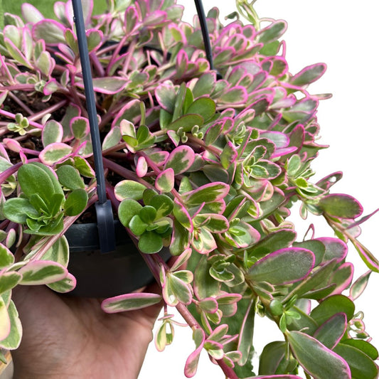 Portulaca "Hana Misteria' - Wera Plants