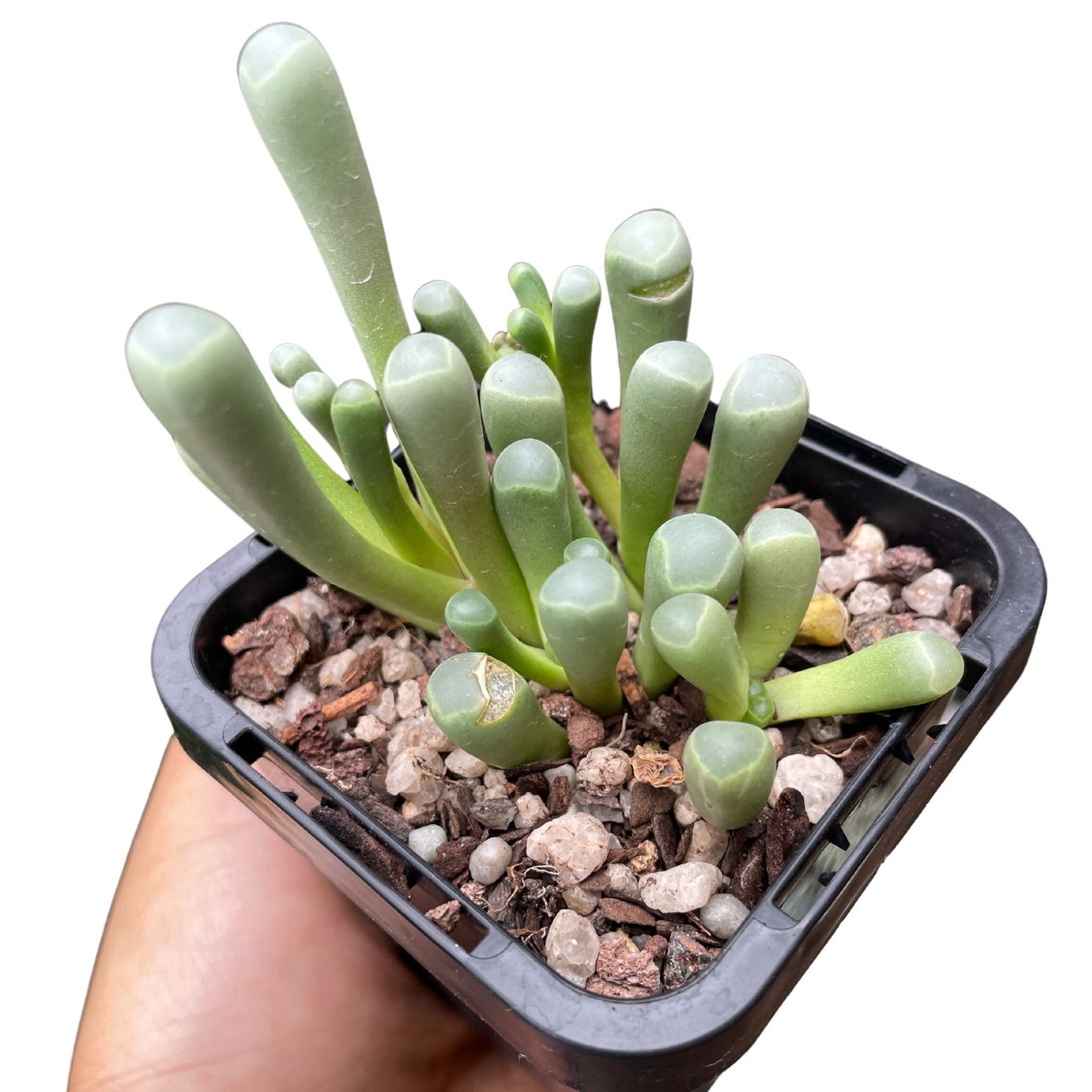 baby toes succulent