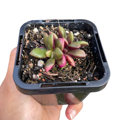 Anacampseros Telephiastrum aka Sunrise Succulent - Wera Plants