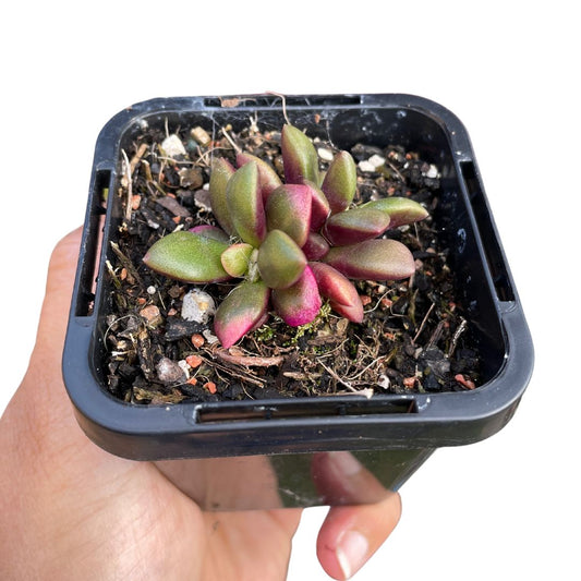 Anacampseros Telephiastrum aka Sunrise Succulent - Wera Plants