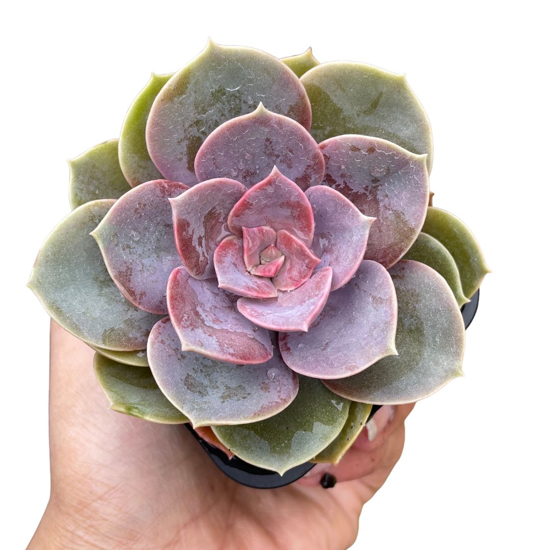 Echeveria pvn