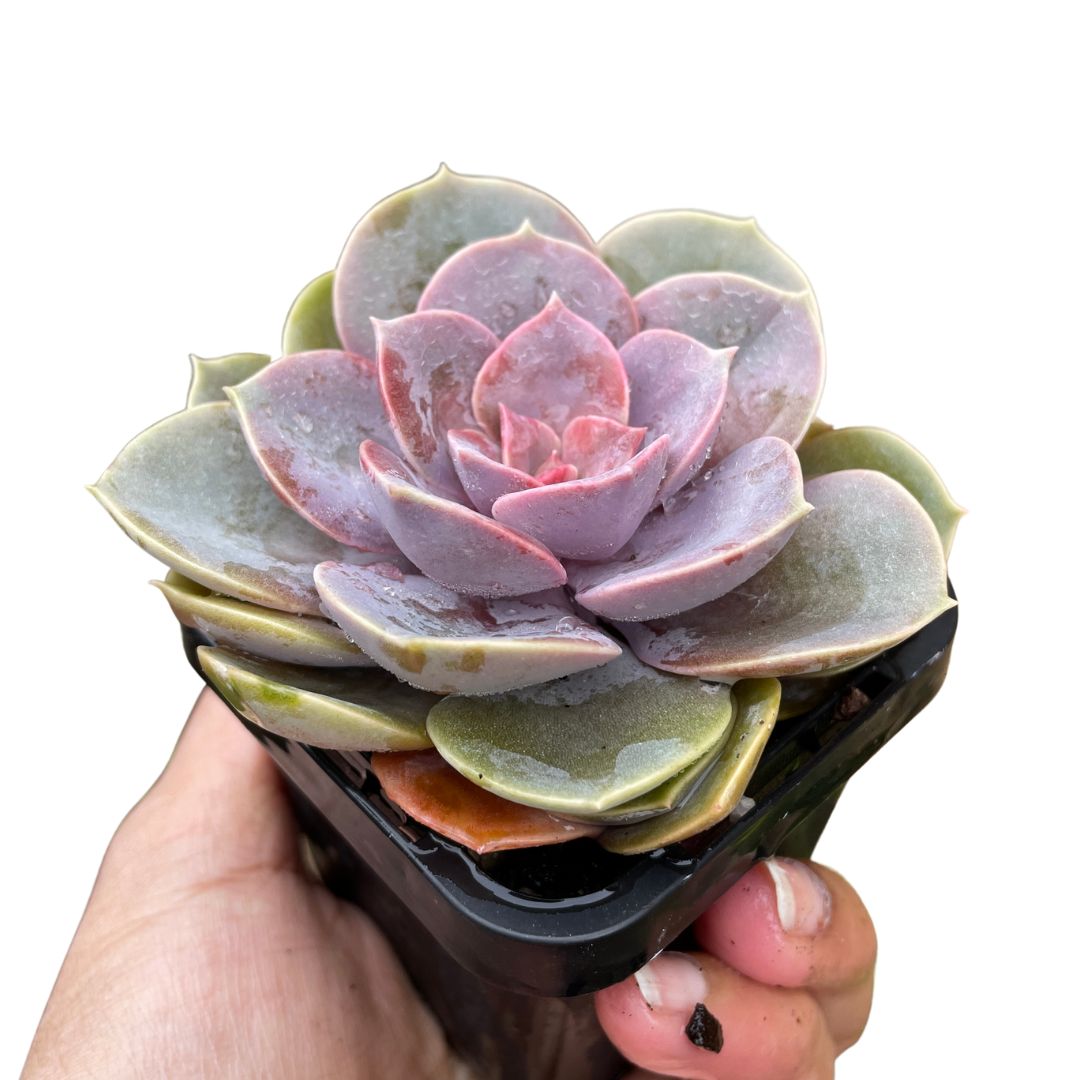 echeveria rare