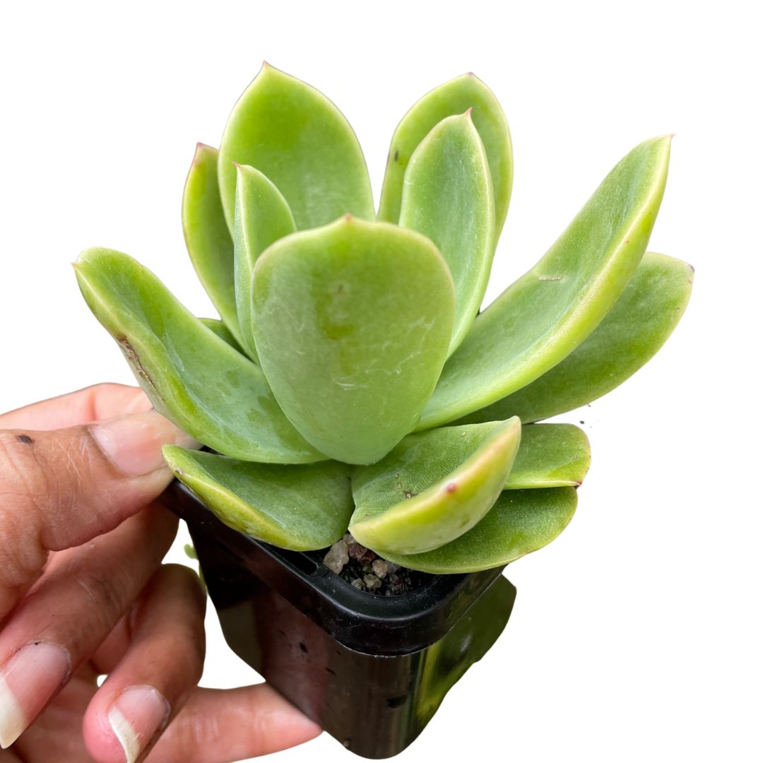 Echeveria Golden Glow - Wera Plants