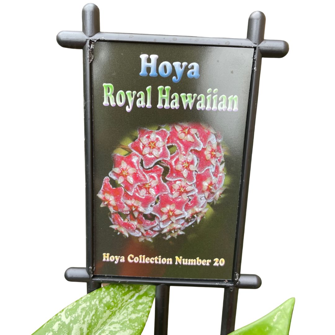 Hoya Royal Hawaiian