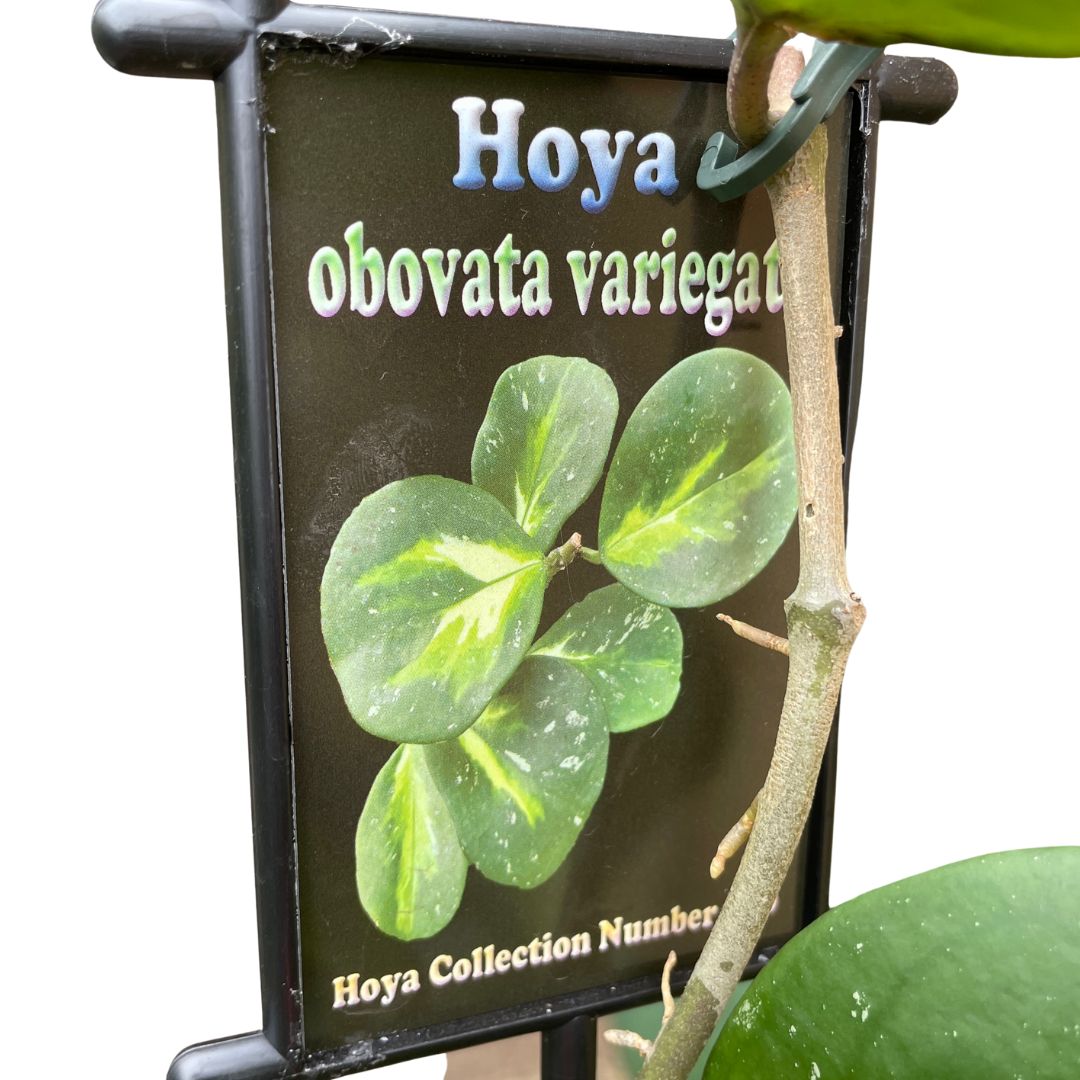 Hoya Obovata Variegata