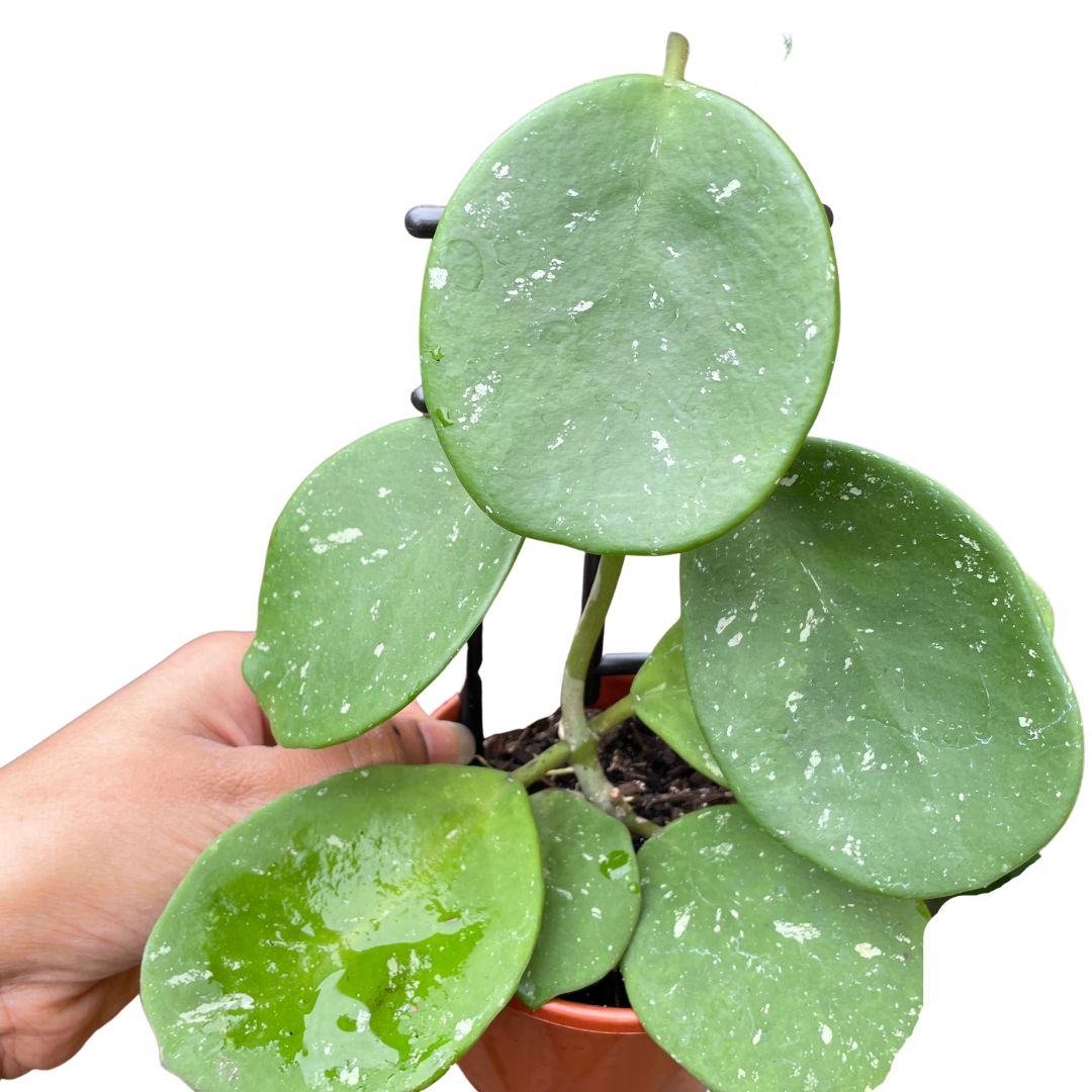 Hoya obovata splash