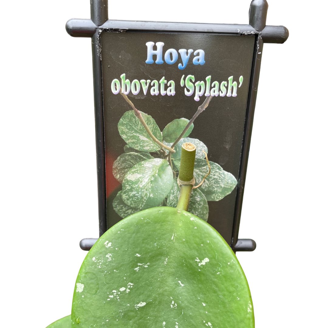 Hoya 'Obovata Splash' - Wera Plants