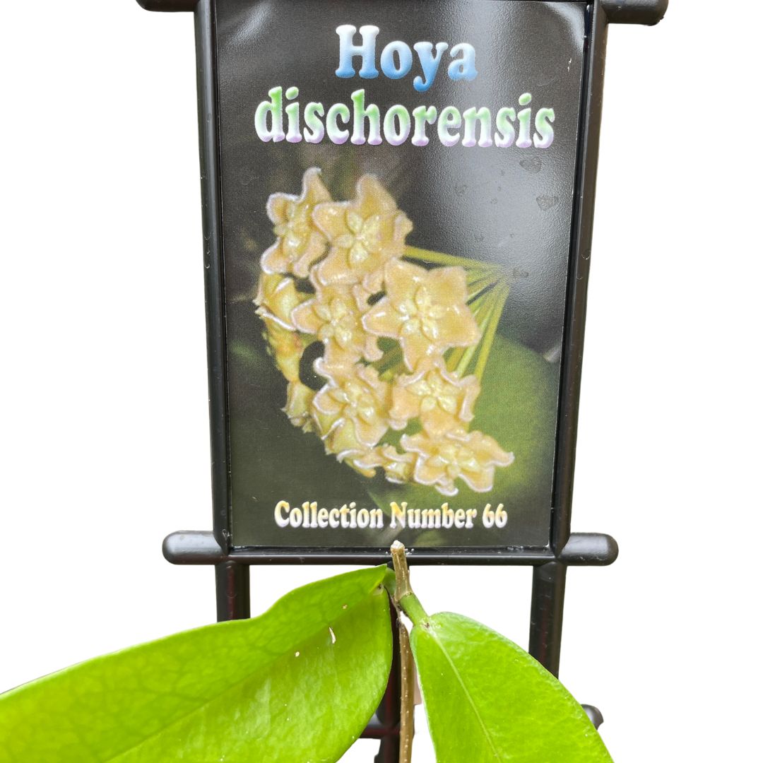 Hoya Dischorensis