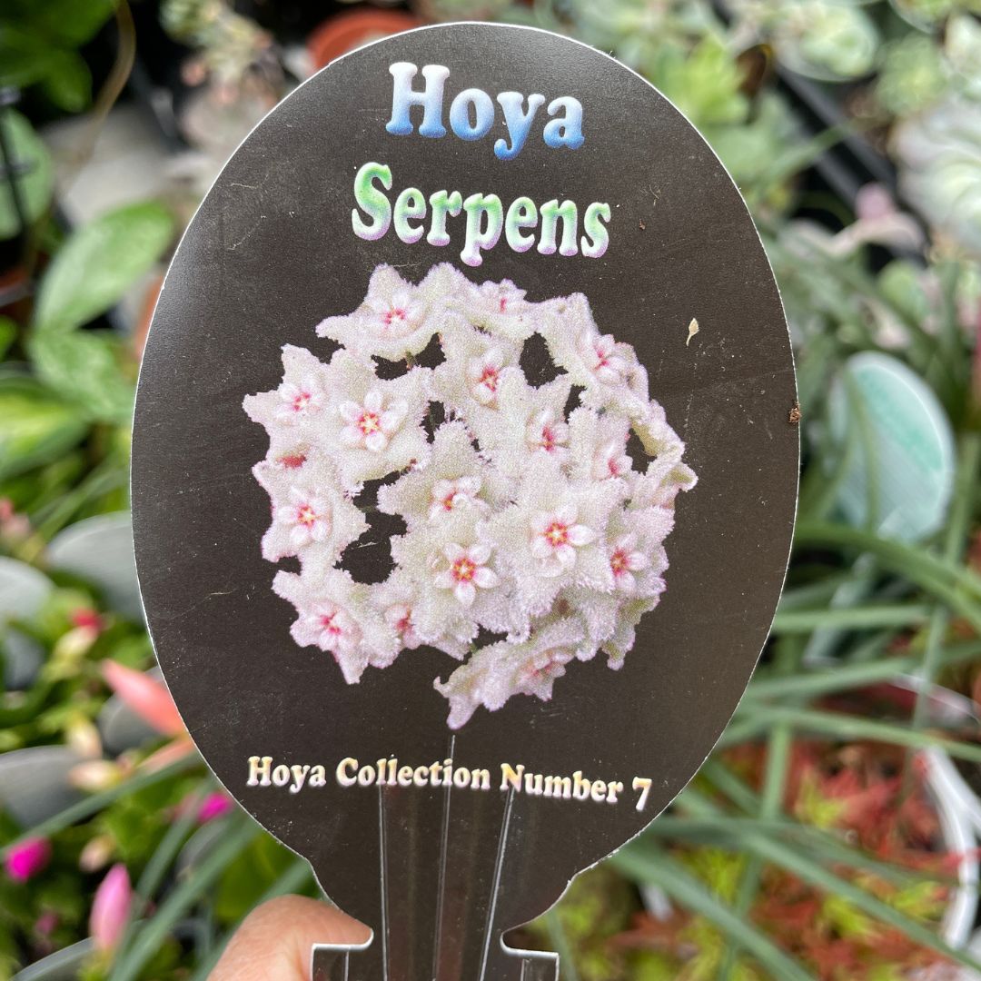 Hoya Serpens