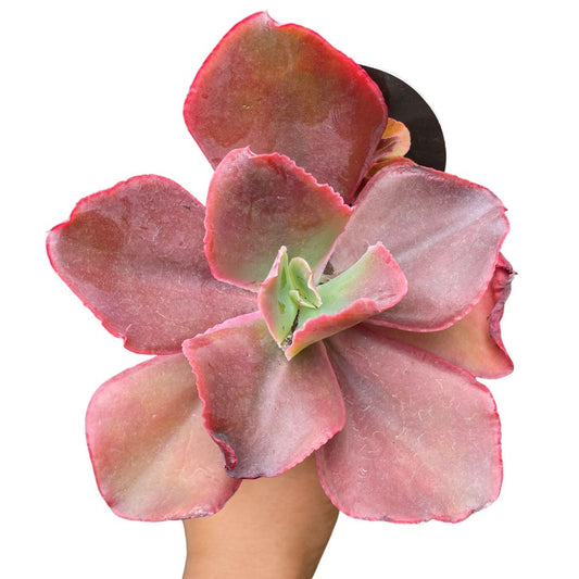 Echeveria Pappy's Rose