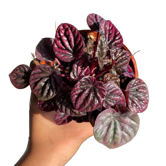 Peperomia Ruby Ripples