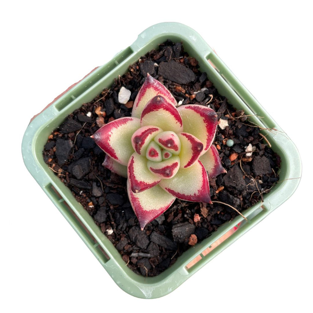 Echeveria Ebony - Wera Plants