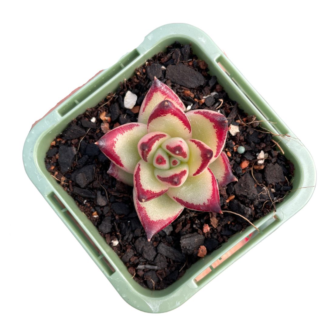 Echeveria Ebony - Wera Plants