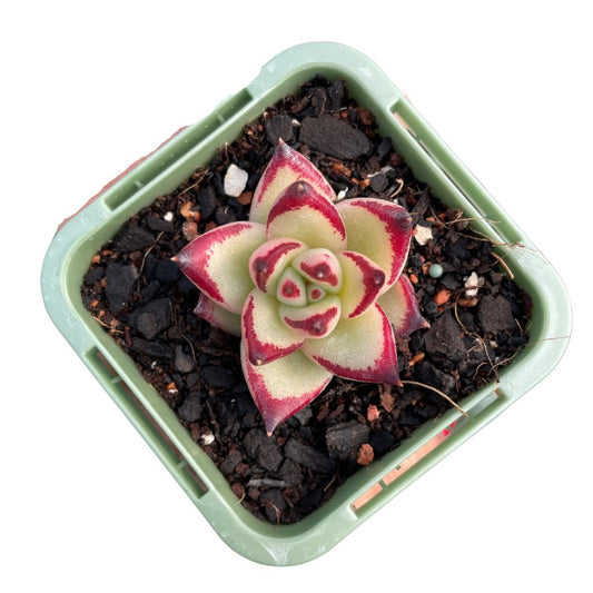 Echeveria Ebony - Wera Plants