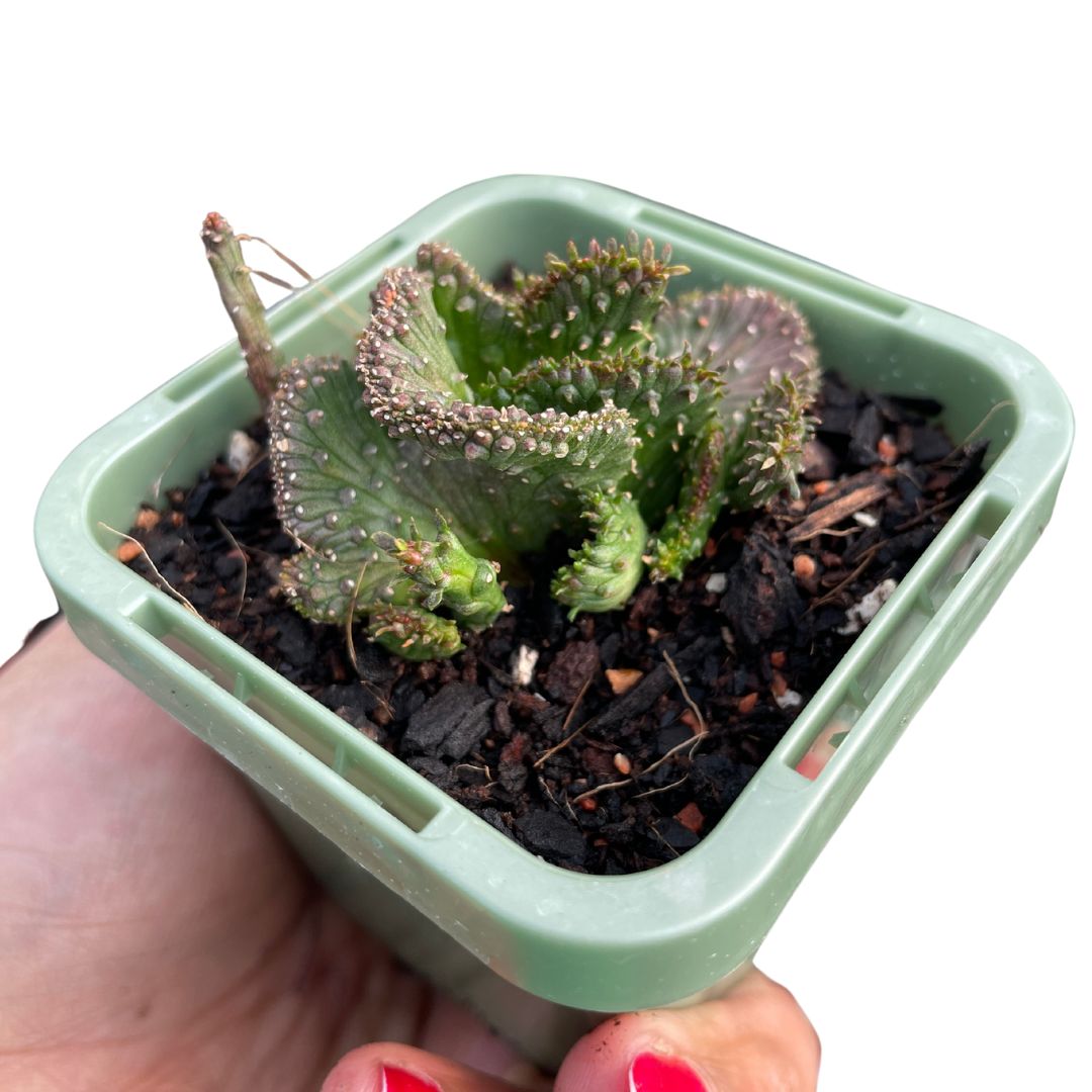 Euphorbia Caput-Medusae ‘Montrose’ - Wera Plants