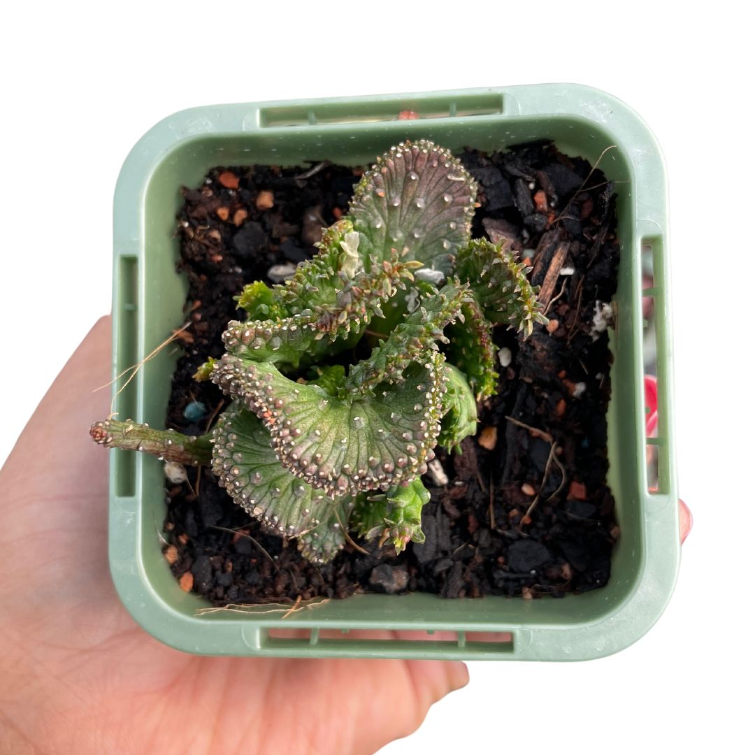 Euphorbia Caput-Medusae ‘Montrose’ - Wera Plants