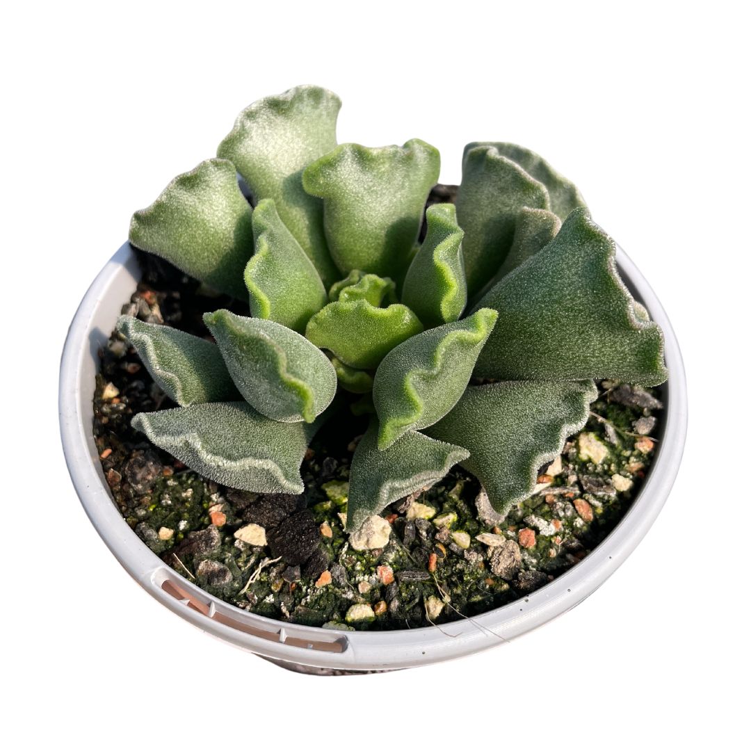 Adromischus Cristatus - Wera Plants